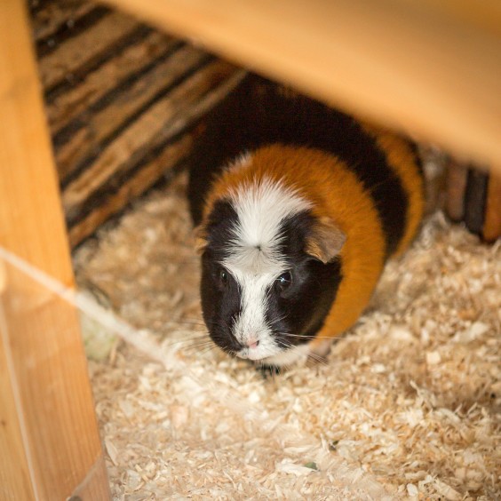 Zelf ontworpen tiny house in Rotterdam | Fotografie: Roos Eijmers