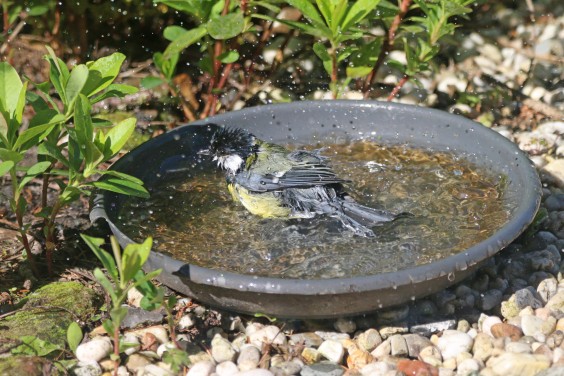 vogelvriendelijke tuin