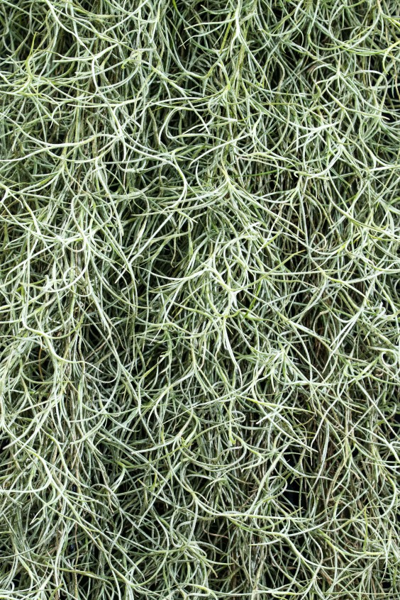 Luchtplantjes - Rogier