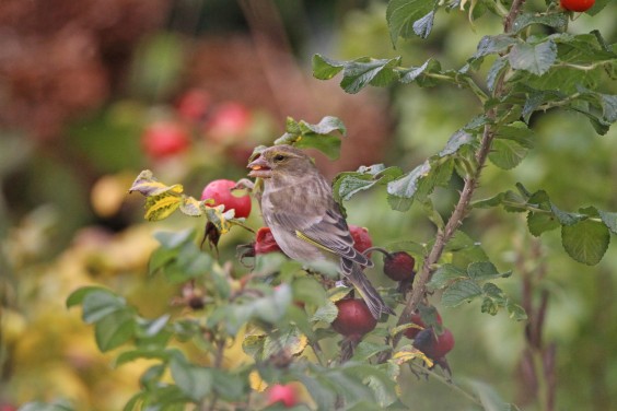 vogelvriendelijke tuin