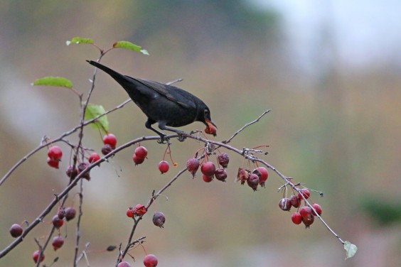 vogelvriendelijke tuin