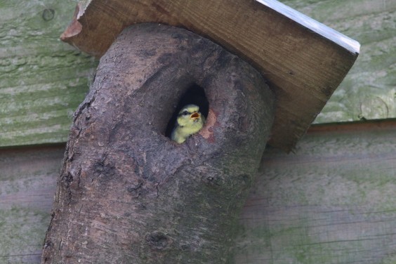 vogelvriendelijke tuin