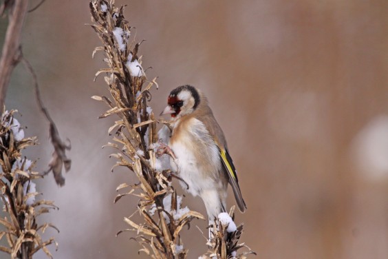 vogelvriendelijke tuin