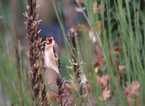 vogelvriendelijke tuin