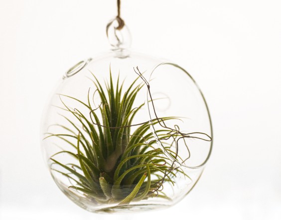 Luchtplantjes - Rogier