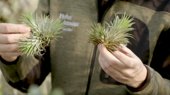 Luchtplantjes - Rogier