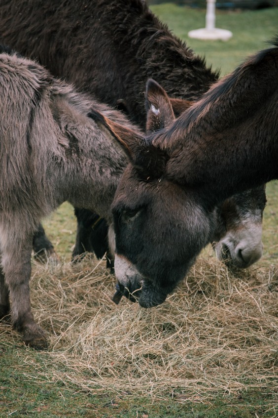 Stichting opvang de Ezelsociëteit | Fotografie: Sheena Schouwink