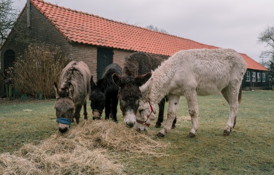 Stichting opvang de Ezelsociëteit | Fotografie: Sheena Schouwink