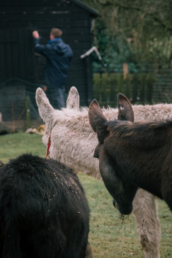 Stichting opvang de Ezelsociëteit | Fotografie: Sheena Schouwink