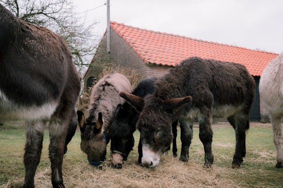 Stichting opvang de Ezelsociëteit | Fotografie: Sheena Schouwink