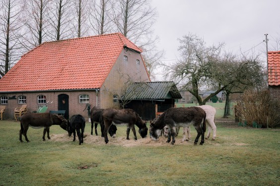 Stichting opvang de Ezelsociëteit | Fotografie: Sheena Schouwink