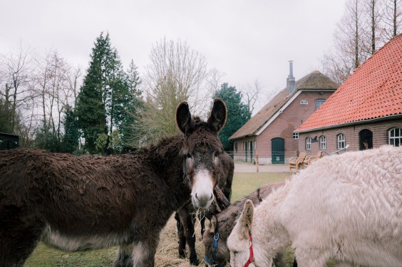 Stichting opvang de Ezelsociëteit | Fotografie: Sheena Schouwink