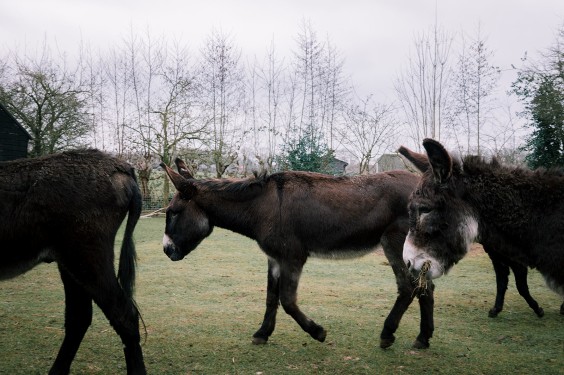 Stichting opvang de Ezelsociëteit | Fotografie: Sheena Schouwink