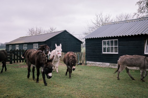 Stichting opvang de Ezelsociëteit | Fotografie: Sheena Schouwink