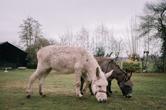 Stichting opvang de Ezelsociëteit | Fotografie: Sheena Schouwink
