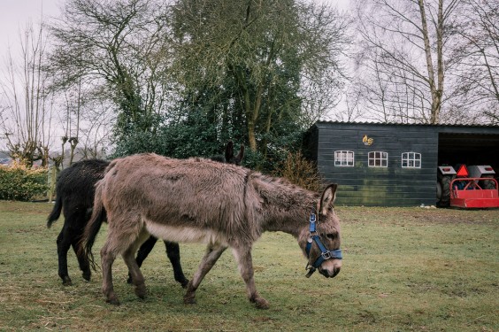 Stichting opvang de Ezelsociëteit | Fotografie: Sheena Schouwink