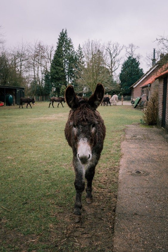 Stichting opvang de Ezelsociëteit | Fotografie: Sheena Schouwink