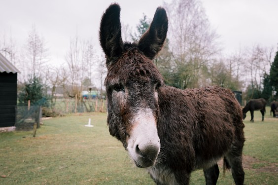 Stichting opvang de Ezelsociëteit | Fotografie: Sheena Schouwink