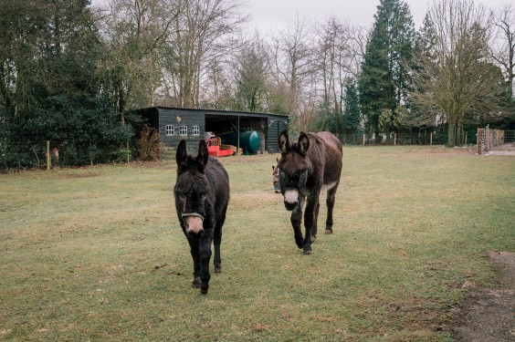 Stichting opvang de Ezelsociëteit | Fotografie: Sheena Schouwink
