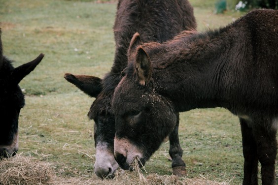 Stichting opvang de Ezelsociëteit | Fotografie: Sheena Schouwink
