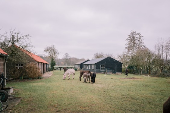 Stichting opvang de Ezelsociëteit | Fotografie: Sheena Schouwink