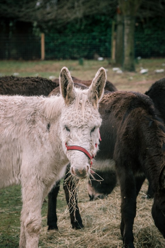 Stichting opvang de Ezelsociëteit | Fotografie: Sheena Schouwink