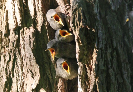 vogelvriendelijke tuin