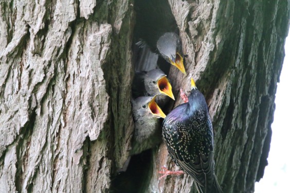 vogelvriendelijke tuin