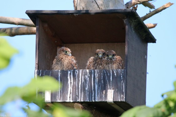 vogelvriendelijke tuin