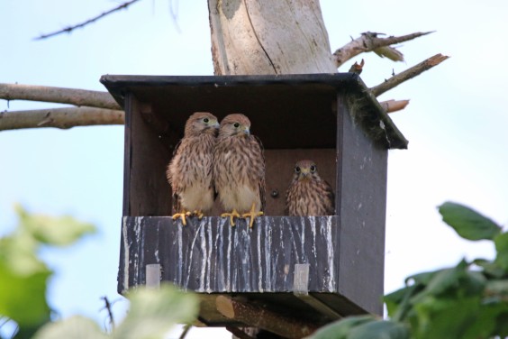 vogelvriendelijke tuin
