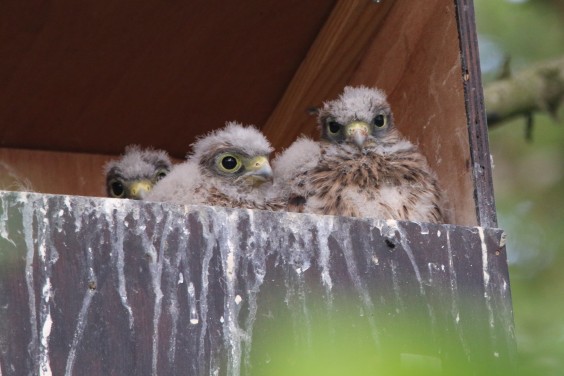 vogelvriendelijke tuin