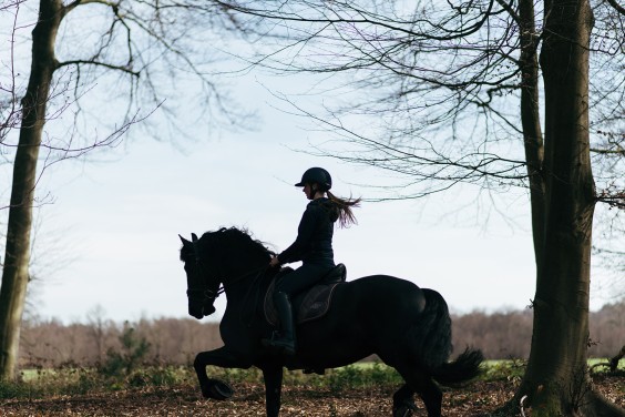 Friese paarden in Epe | Fotografie: Marjon Lukje