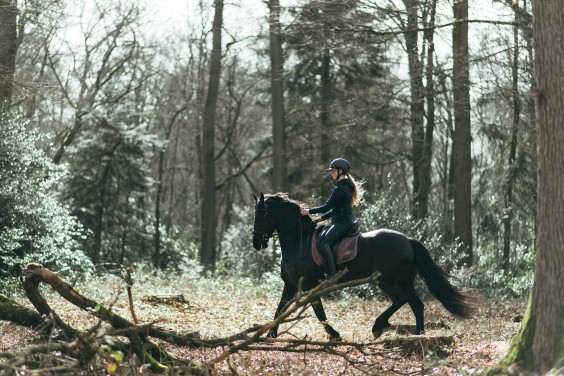 Friese paarden in Epe | Fotografie: Marjon Lukje
