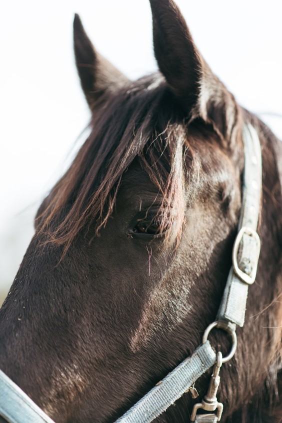 Friese paarden in Epe | Fotografie: Marjon Lukje