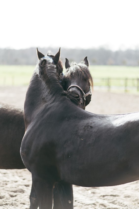 Friese paarden in Epe | Fotografie: Marjon Lukje