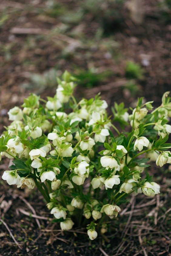 Helleborussen tuin in Sellingen | Fotografie: Marjon Lukje