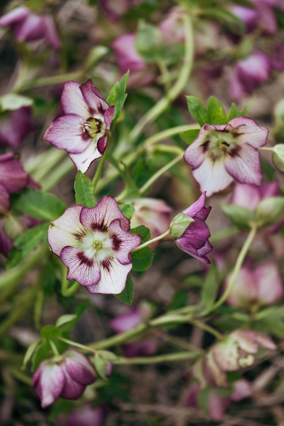 Helleborussen tuin in Sellingen | Fotografie: Marjon Lukje