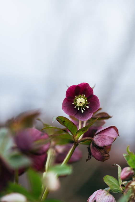 Helleborussen tuin in Sellingen | Fotografie: Marjon Lukje