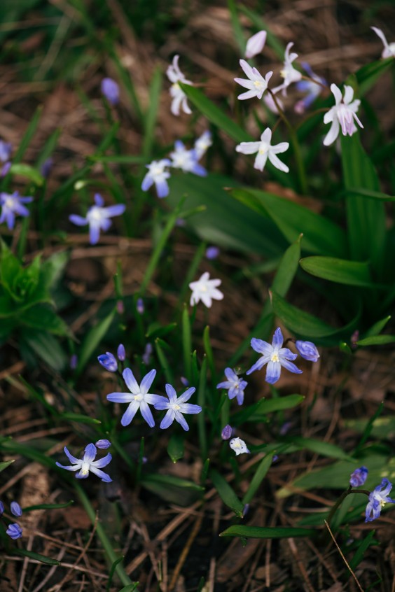 Helleborussen tuin in Sellingen | Fotografie: Marjon Lukje