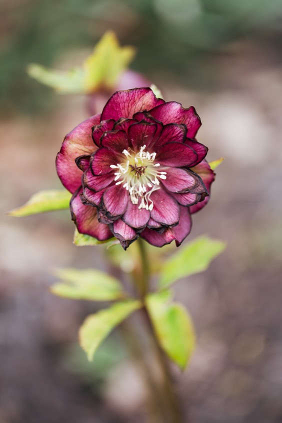 Helleborussen tuin in Sellingen | Fotografie: Marjon Lukje