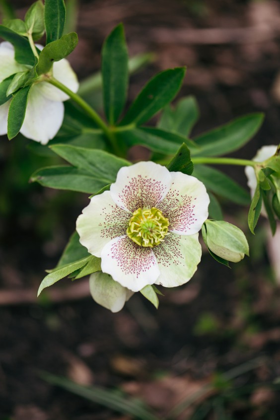 Helleborussen tuin in Sellingen | Fotografie: Marjon Lukje