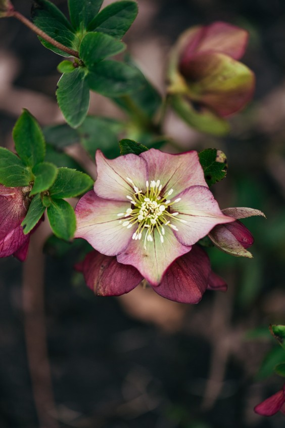 Helleborussen tuin in Sellingen | Fotografie: Marjon Lukje