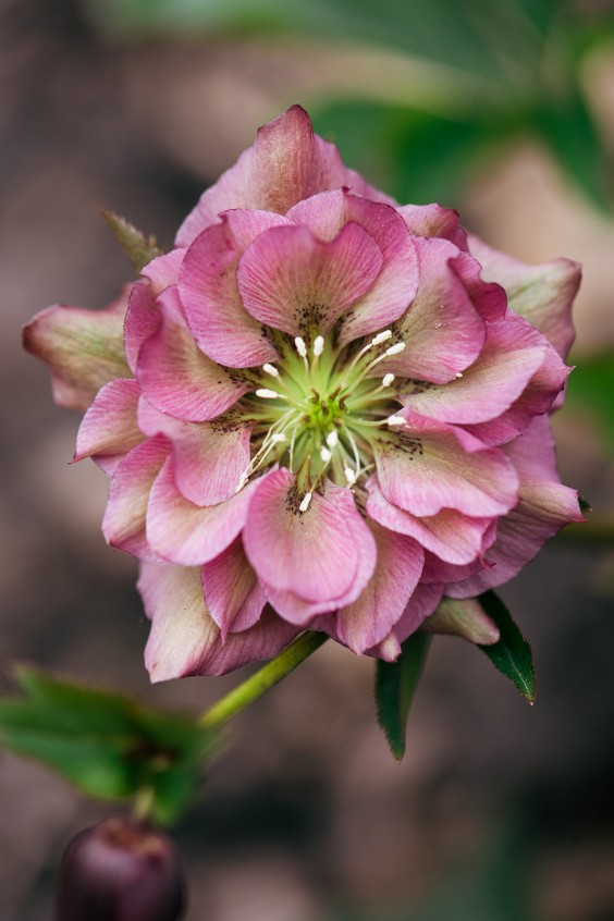 Helleborussen tuin in Sellingen | Fotografie: Marjon Lukje
