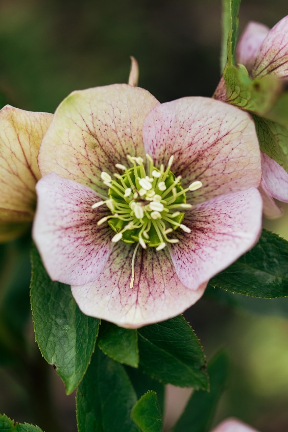 Helleborussen tuin in Sellingen | Fotografie: Marjon Lukje