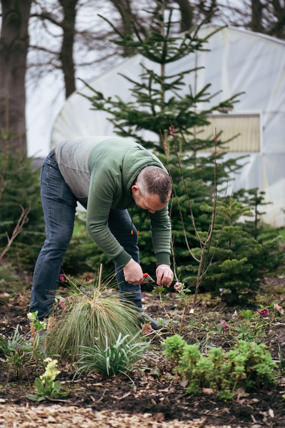 Helleborussen tuin in Sellingen | Fotografie: Marjon Lukje