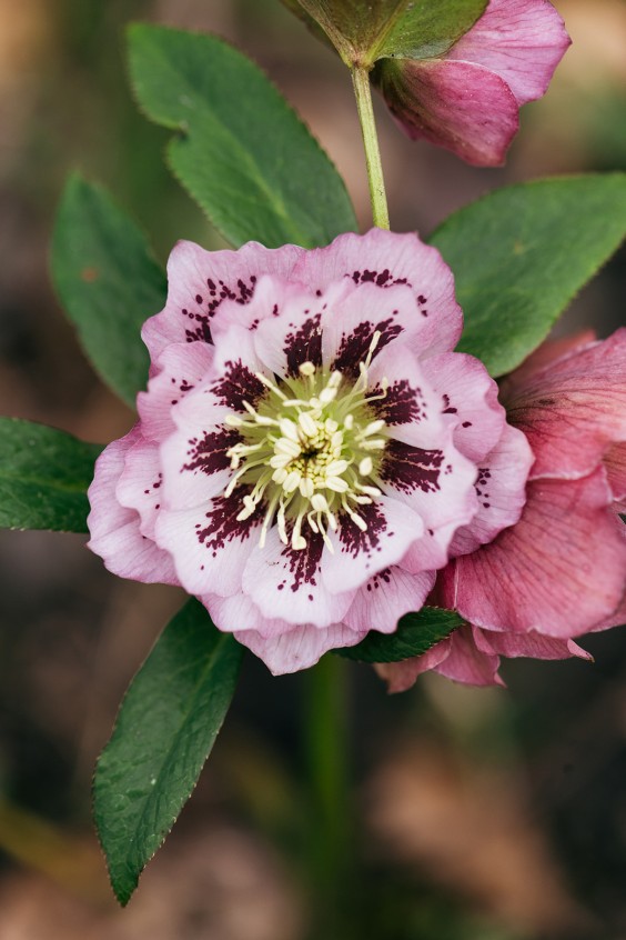 Helleborussen tuin in Sellingen | Fotografie: Marjon Lukje