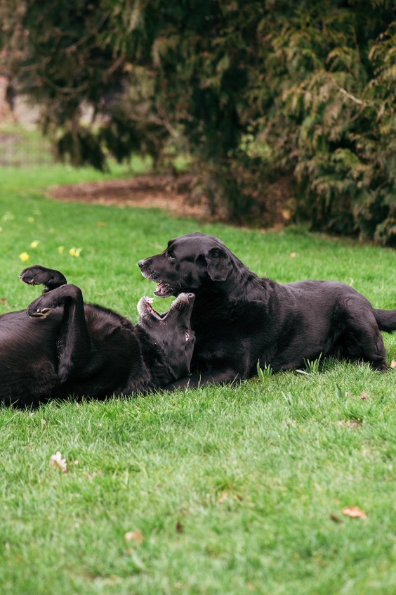 Helleborussen tuin in Sellingen | Fotografie: Marjon Lukje