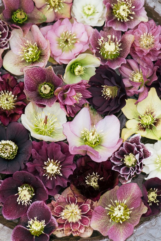 Helleborussen tuin in Sellingen | Fotografie: Marjon Lukje