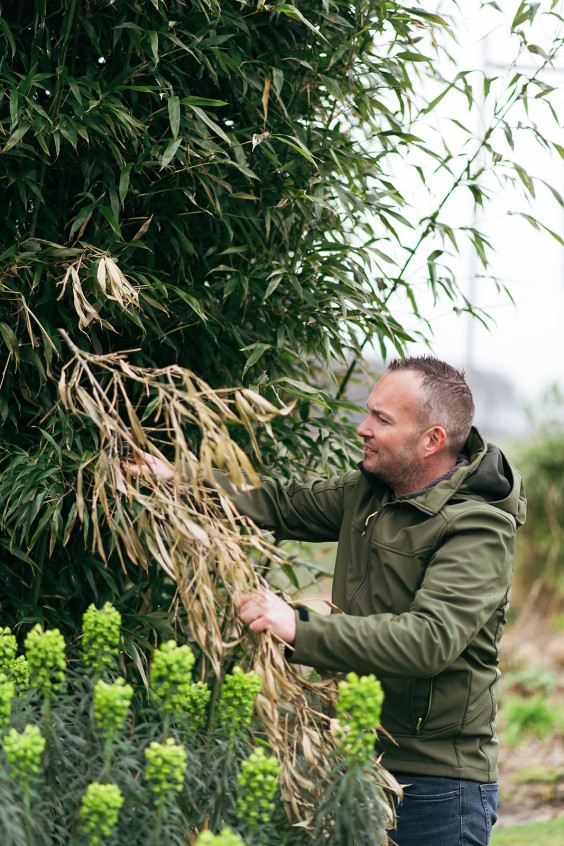 Helleborussen tuin in Sellingen | Fotografie: Marjon Lukje