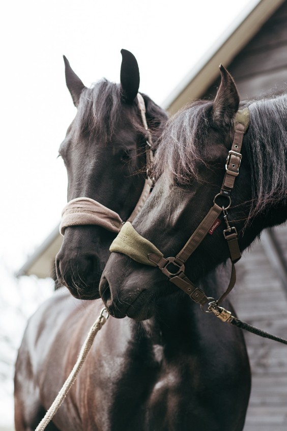 Friese paarden in Epe | Fotografie: Marjon Lukje